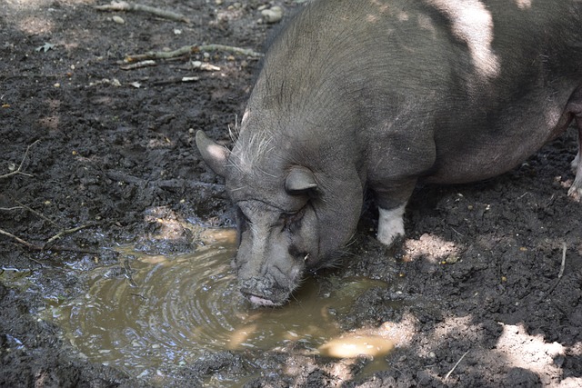 中国队的胜 中国队的胜